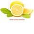 Lemon Organic Essential Oil