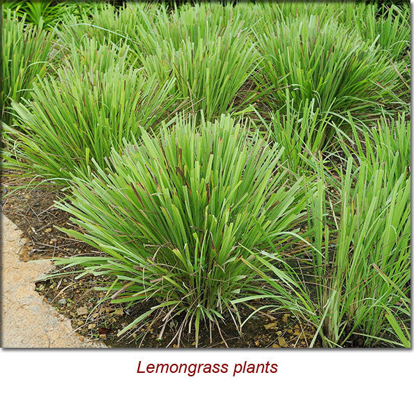 Lemongrass Essential Oil