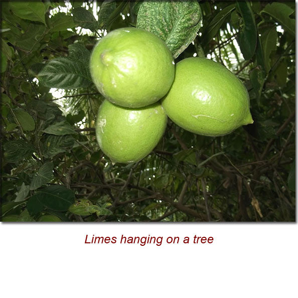 Lime Essential Oil