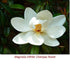 Magnolia (White Champa Flower) Wild Crafted Essential Oil