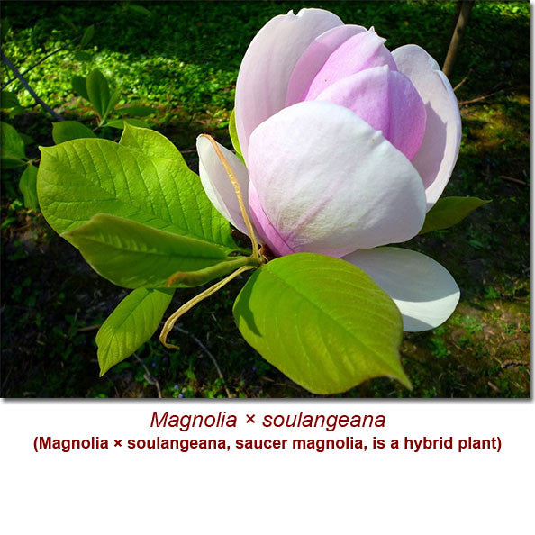 Magnolia (White Champa Flower) Wild Crafted Essential Oil