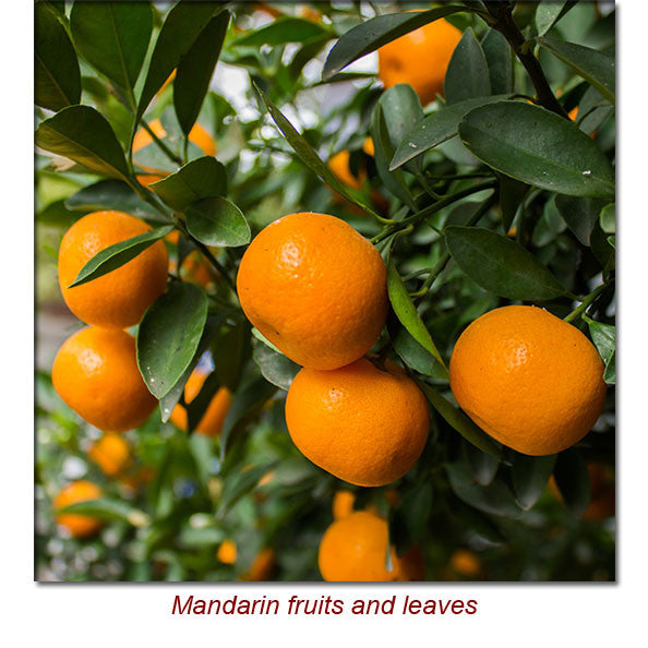 Mandarin Red Essential Oil