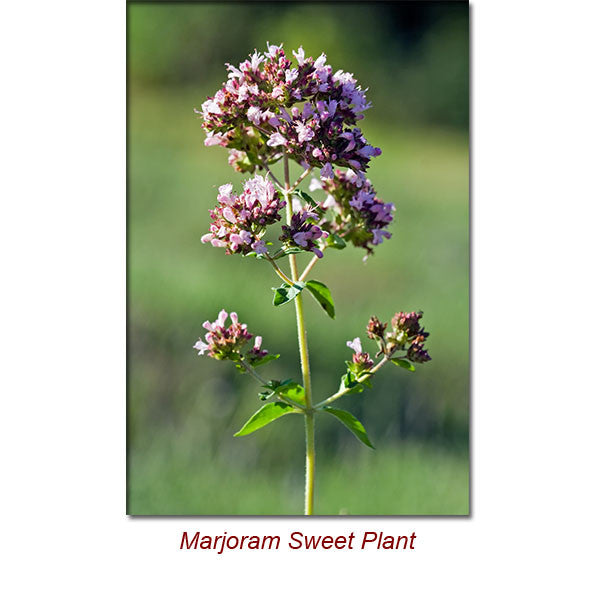 Marjoram Sweet Essential Oil