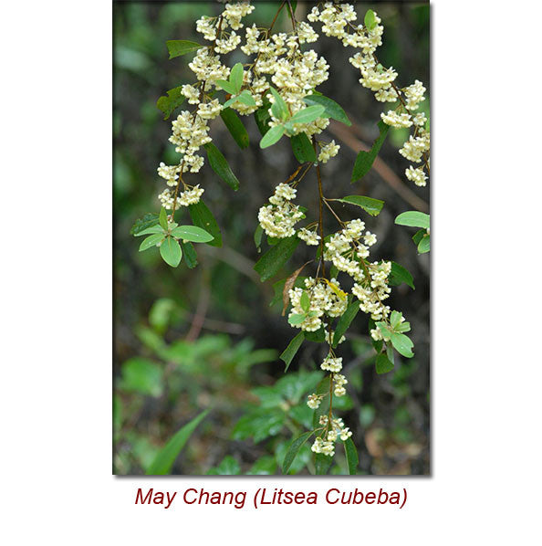 May Chang Essential Oil