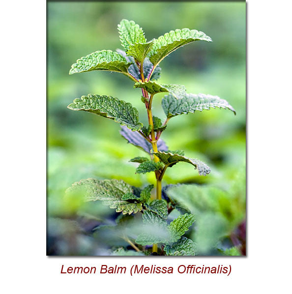 Melissa (Lemon Balm) Essential Oil