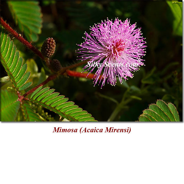 Mimosa Absolute Essential Oil (Acaica Mirensi) *Semi-Solid* (Comes in a Jar)