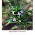 Mountain Savory (Summer) Wild Crafted Essential Oil