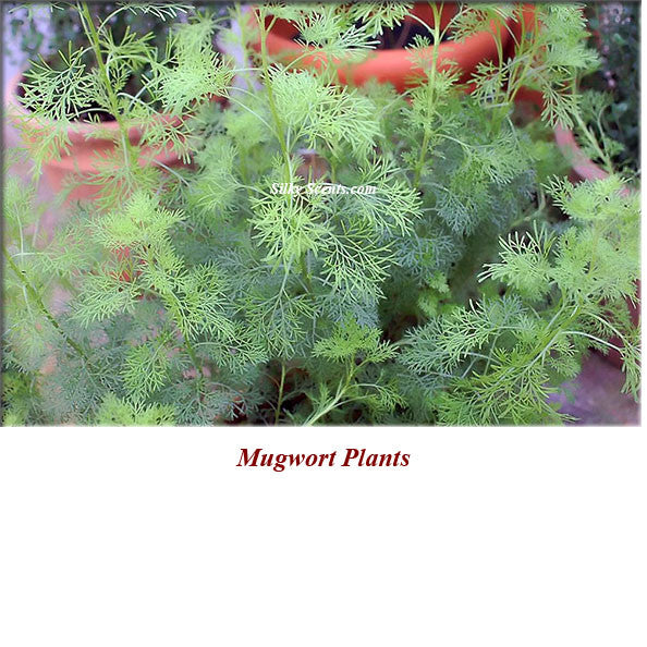 Mugwort (Armoise) Organic Essential Oil