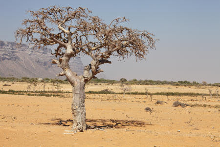 Myrrh Essential Oil