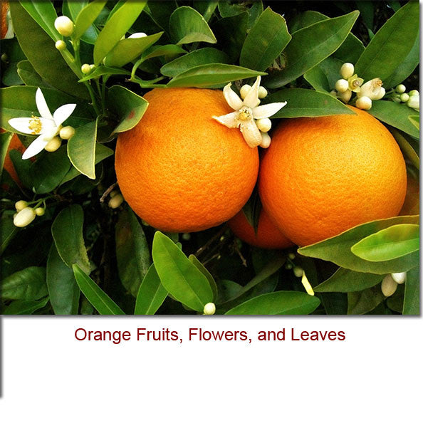 Orange 5 Fold Essential Oil