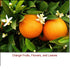 Orange 5 Fold Essential Oil