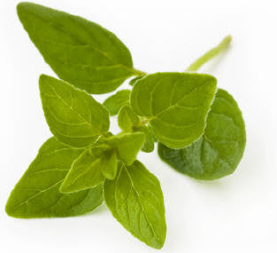 Oregano Wild Crafted Essential Oil