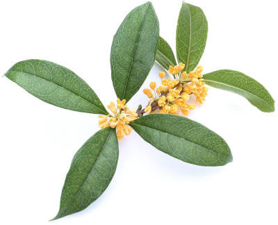 Osmanthus Absolute Essential Oil