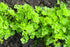 Parsley Seed Essential Oil