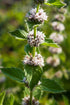 Pennyroyal Essential Oil