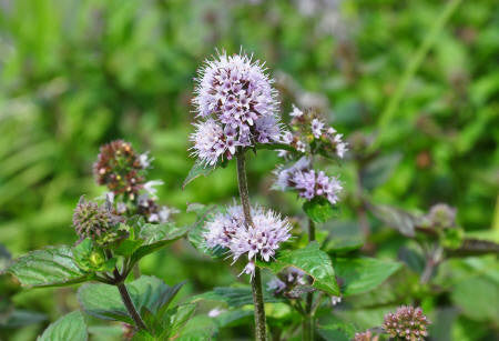 Pennyroyal Essential Oil