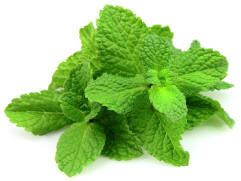 Peppermint Supreme Essential Oil