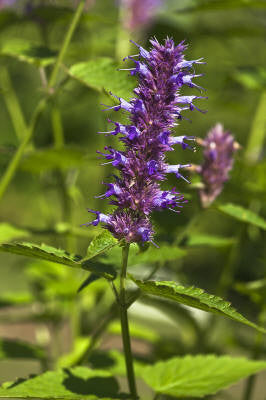 Peppermint Supreme Essential Oil