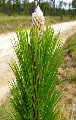 Pine Long Leaf Essential Oil