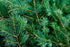 Pine Needle (Pine Scotch) Wild Crafted Essential Oil