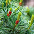 Pine Needle (Pine Scotch) Wild Crafted Essential Oil