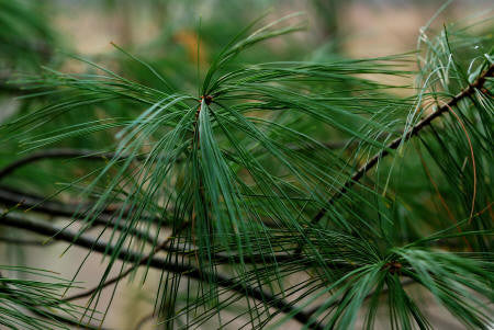 Pine White Organic Essential Oil