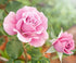 Rose (Morocco) Absolute Essential Oil