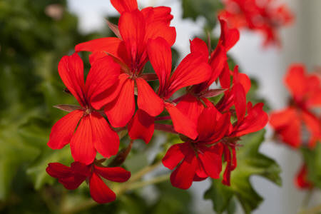 Rose Geranium Essential Oil