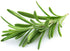 Rosemary Essential Oil