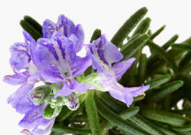 Rosemary Essential Oil