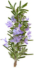 Rosemary Organic Essential Oil