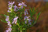 Rosemary Organic Essential Oil