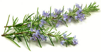 Rosemary Verbenone Organic Essential Oil