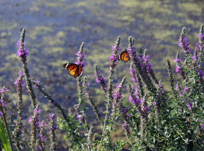 Rosemary Verbenone Essential Oil