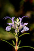 Rosemary Essential Oil