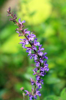 Sage (Dalmatian) Essential Oil