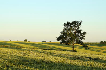 Sandalwood (Australian) Wild Crafted Essential Oil