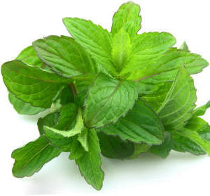 Spearmint Essential Oil