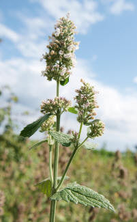 Spearmint Essential Oil