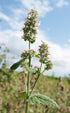 Spearmint Essential Oil