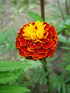 Tagetes Wild Crafted Essential Oil