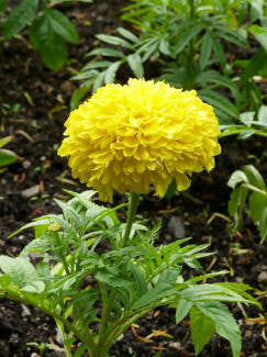 Tagetes Wild Crafted Essential Oil