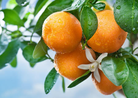 Tangerine Essential Oil