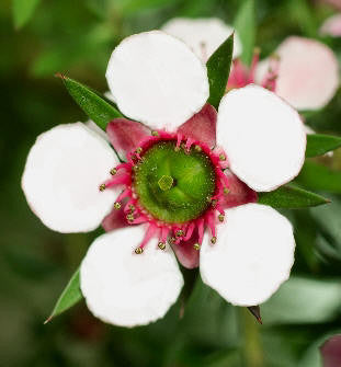 Tea Tree Lemon Essential Oil