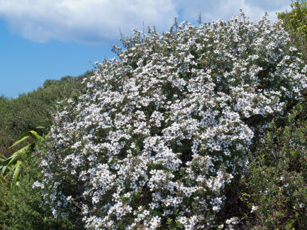 Tea Tree Essential Oil