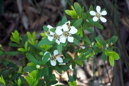 Tea Tree (Australian) Organic Essential Oil