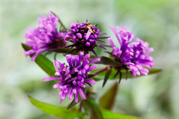 Thyme Red Essential Oil