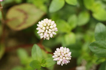 Thyme White Essential Oil