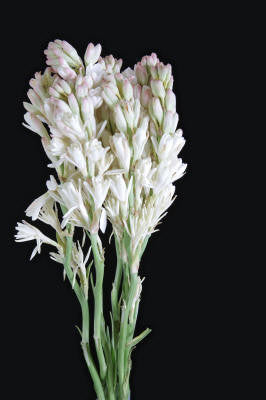 Tuberose Absolute Essential Oil