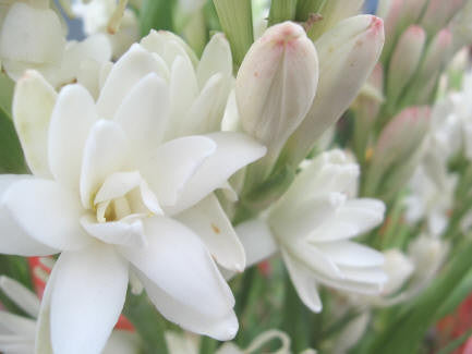 Tuberose Essential Oil